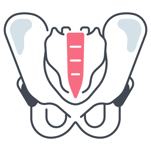 Pelvic Floor